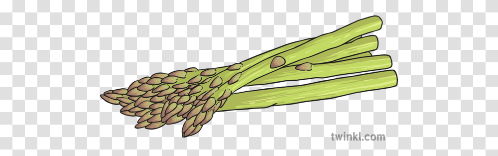 Asparagus Illustration Chard, Plant, Vegetable, Food, Produce Transparent Png