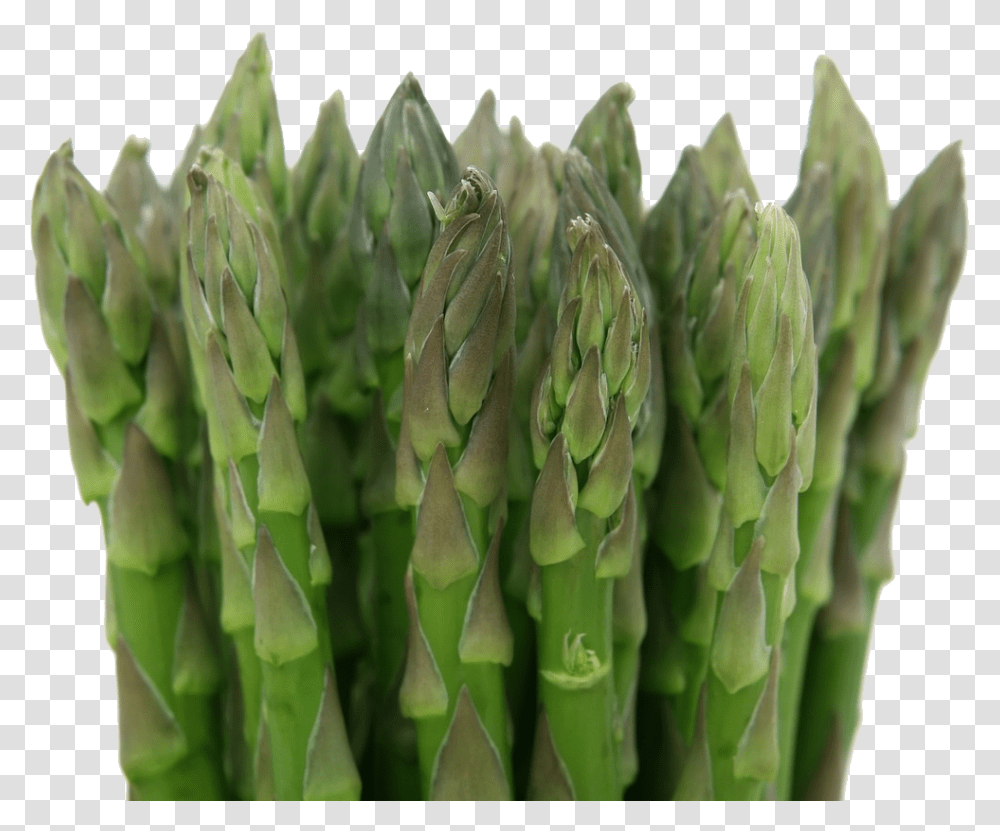 Asparagus Net Carbs In Celery, Plant, Vegetable, Food Transparent Png
