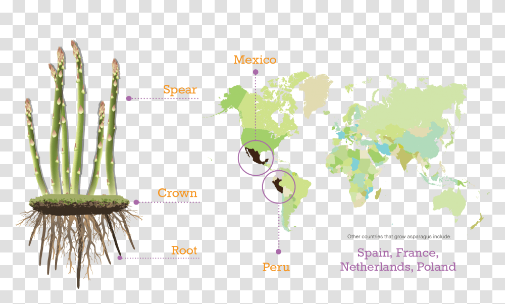 Asparagus Second Largest Religion By Country Map, Vegetation, Plant, Plot, Outdoors Transparent Png