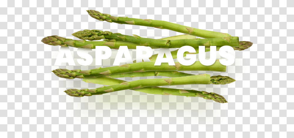 Asparagus Terra Exports Asparagus, Plant, Vegetable, Food, Birthday Cake Transparent Png