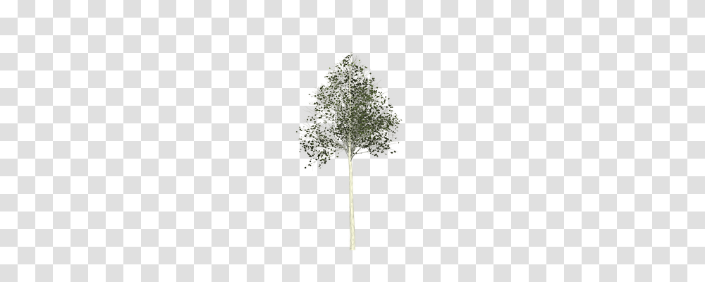 Aspen Nature, Tree, Plant, Cross Transparent Png