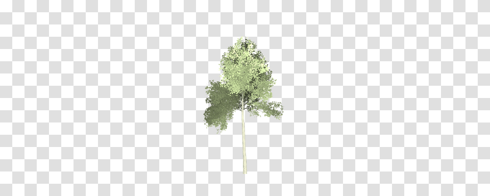 Aspen Nature, Cross, Tree, Plant Transparent Png