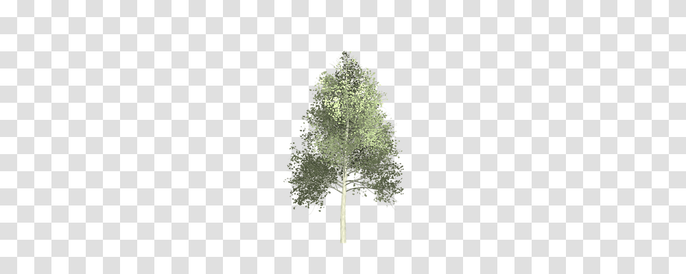 Aspen Nature, Tree, Plant, Cross Transparent Png