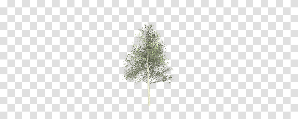 Aspen Nature, Tree, Plant, Lamp Transparent Png