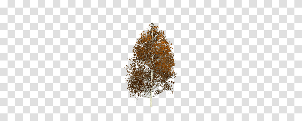 Aspen Nature, Leaf, Plant, Tree Transparent Png