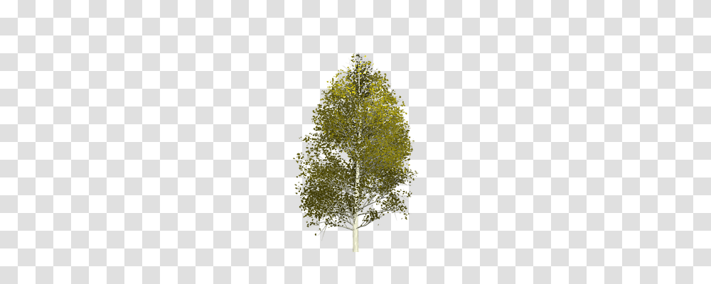 Aspen Nature, Tree, Plant, Leaf Transparent Png