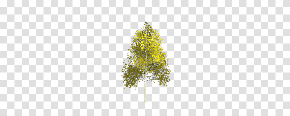 Aspen Nature, Tree, Plant, Conifer Transparent Png