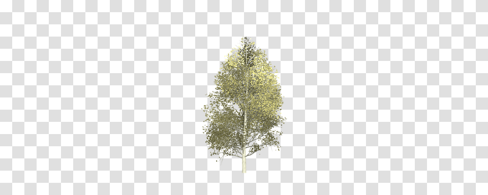 Aspen Nature, Tree, Plant, Leaf Transparent Png