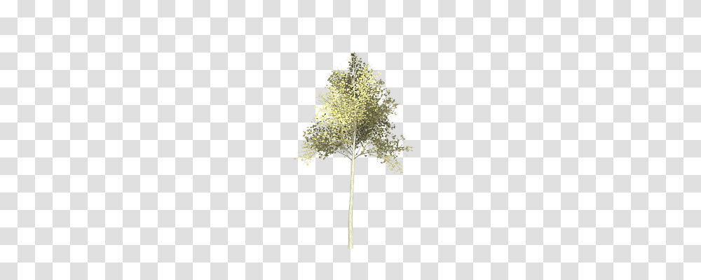 Aspen Nature, Cross, Plant Transparent Png