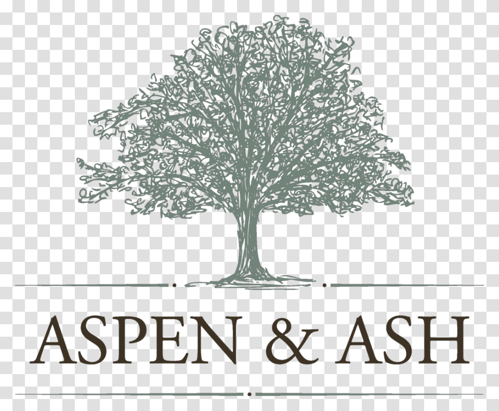Aspen And Ash Veritas International Business School, Tree, Plant, Tabletop Transparent Png