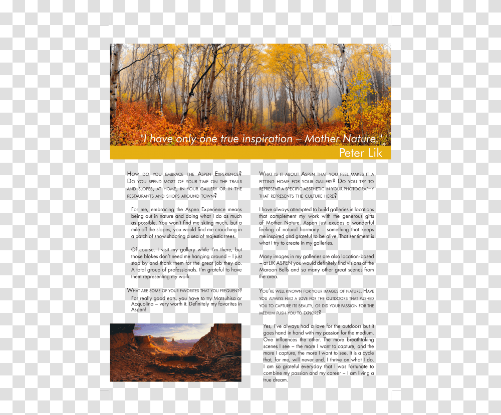 Aspen Editorial Layouts - Ylice Golden Tree, Flyer, Poster, Paper, Advertisement Transparent Png