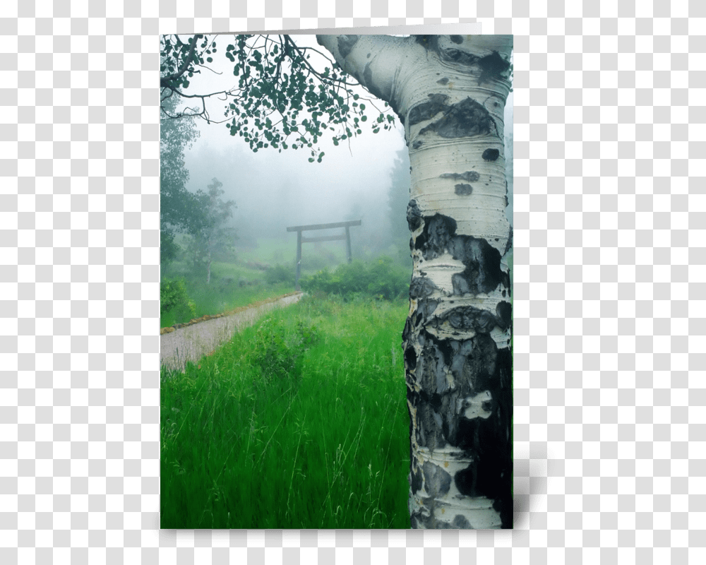 Aspen Gate Mist Greeting Card Still Life, Tree, Plant, Birch, Fir Transparent Png