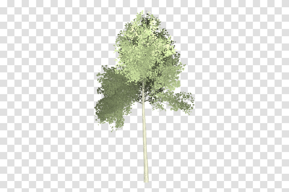 Aspen Tree 6 Image Aspen Tree, Plant, Snowflake, Pattern, Fractal Transparent Png
