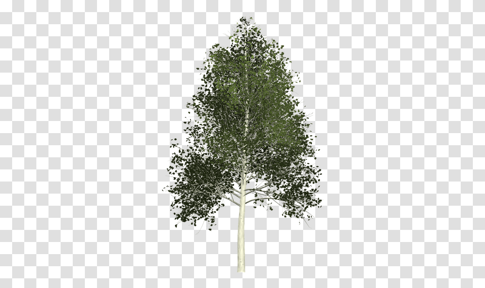 Aspen Tree Background Full Size Download Aspen Tree Background, Plant, Cross, Symbol, Leaf Transparent Png