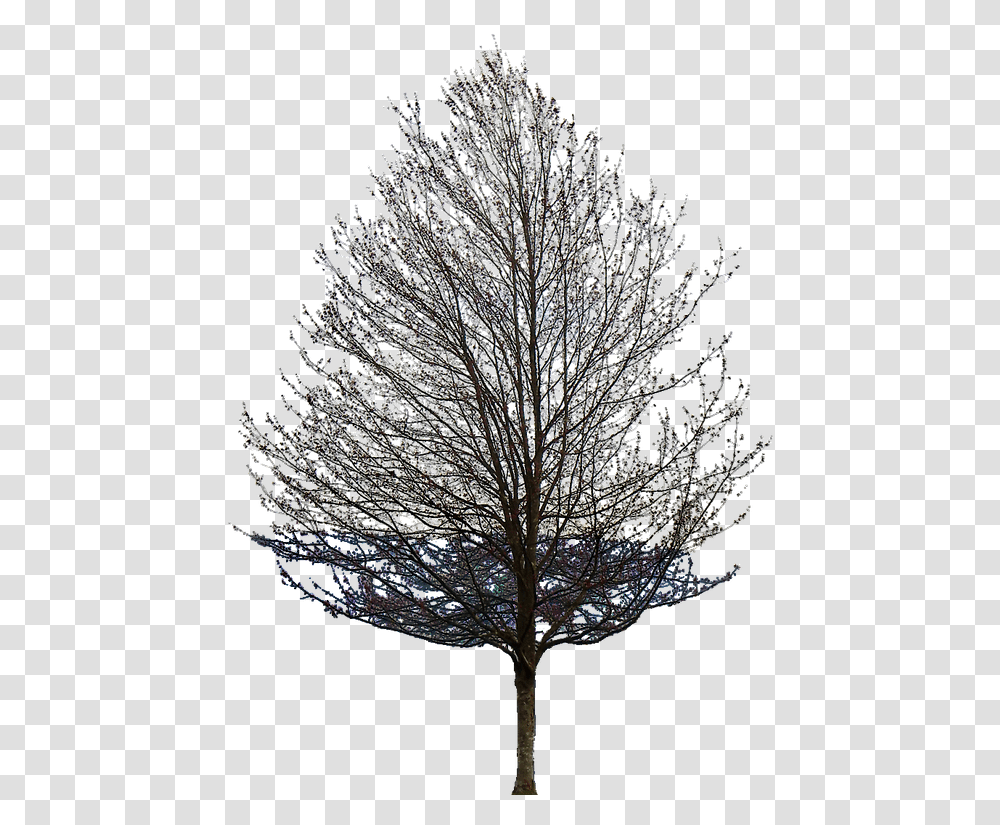 Aspen Tree Background Tree Leaf, Plant, Nature, Outdoors, Ice Transparent Png