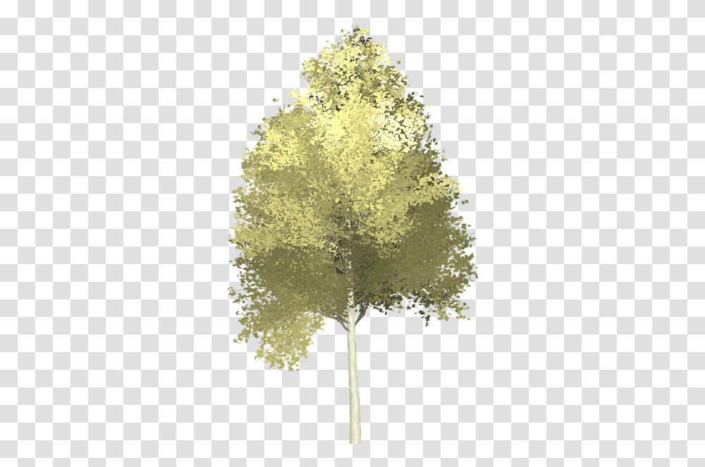 Aspen Tree Clipart Aspen Tree Background, Plant, Sphere, Collage, Poster Transparent Png