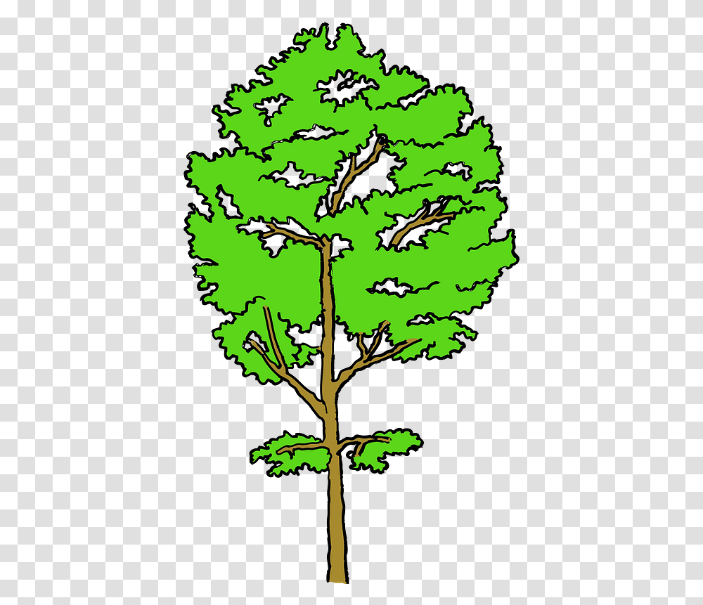 Aspen Tree Clipart Cottonwood, Plant, Leaf, Oak, Tree Trunk Transparent Png