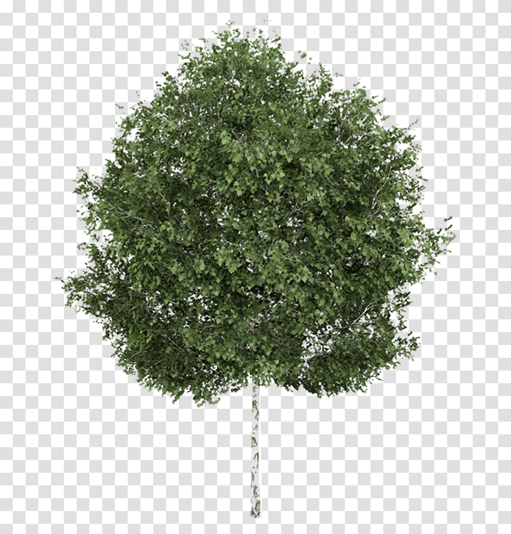 Aspen Tree Clipart Silver Birch Tree, Plant, Maple, Oak, Tree Trunk Transparent Png