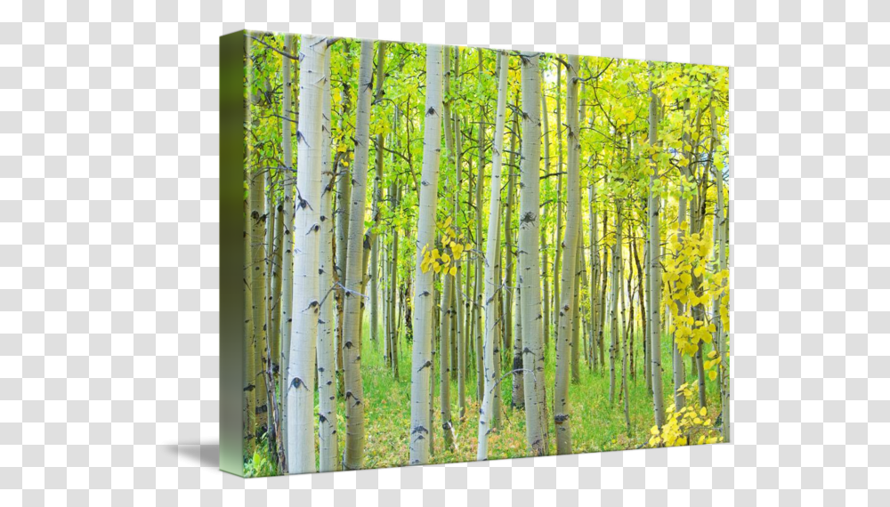 Aspen Tree Forest Autumn Time Paper Birch, Plant, Gate, Bamboo, Outdoors Transparent Png