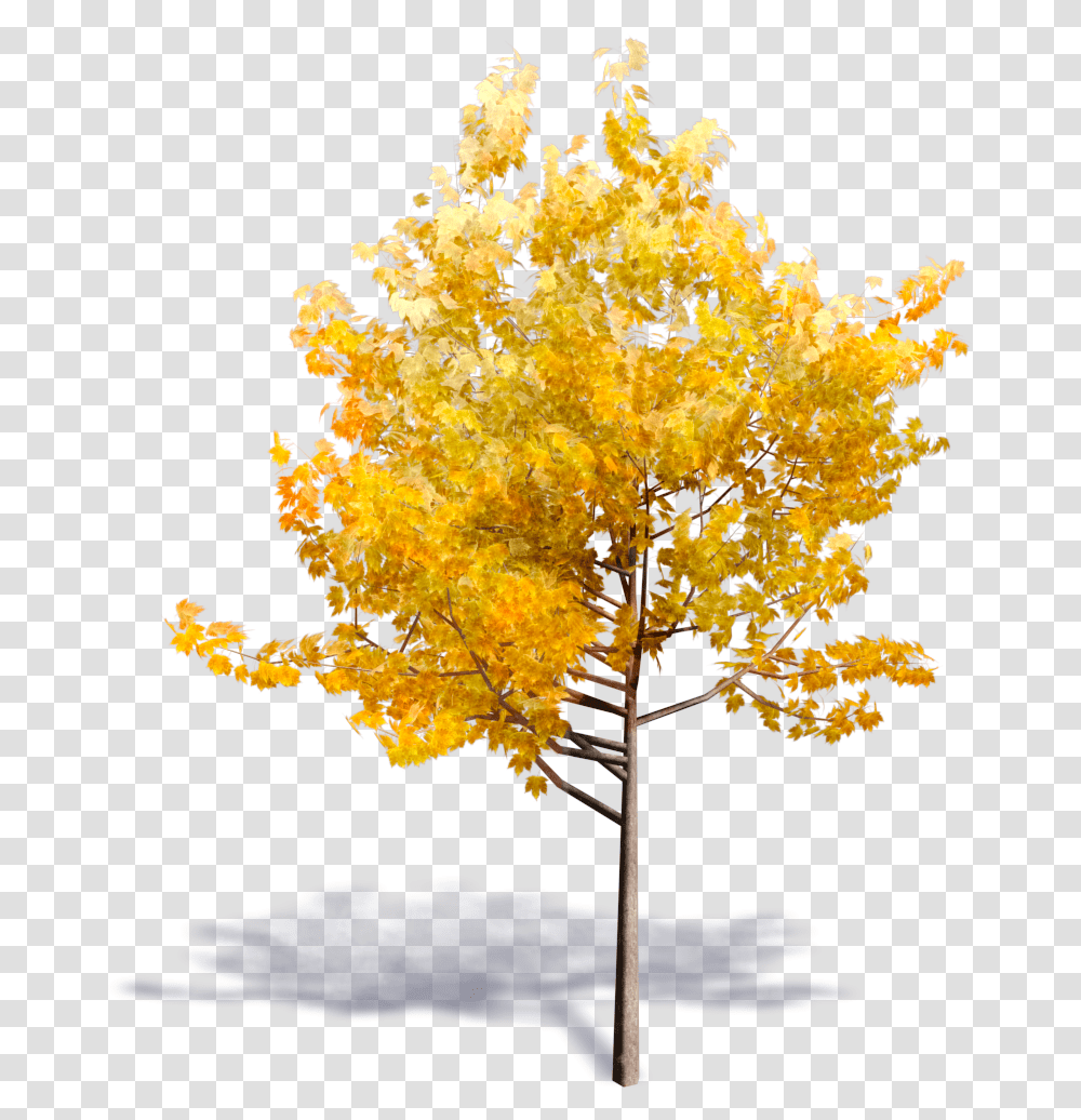 Aspen Tree Generic Autumn Tree Fall Yellow Tree Arboles En 3d, Plant, Maple, Leaf, Flower Transparent Png