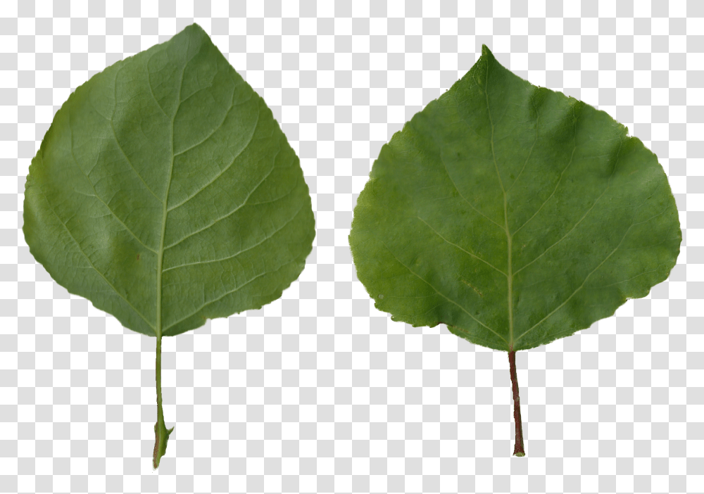 Aspen Tree, Leaf, Plant, Veins Transparent Png