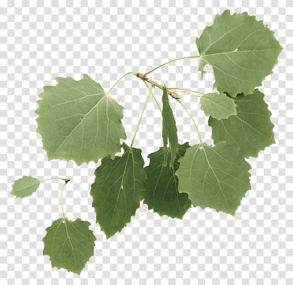 Aspen Tree Leaves, Leaf, Plant, Veins, Vine Transparent Png