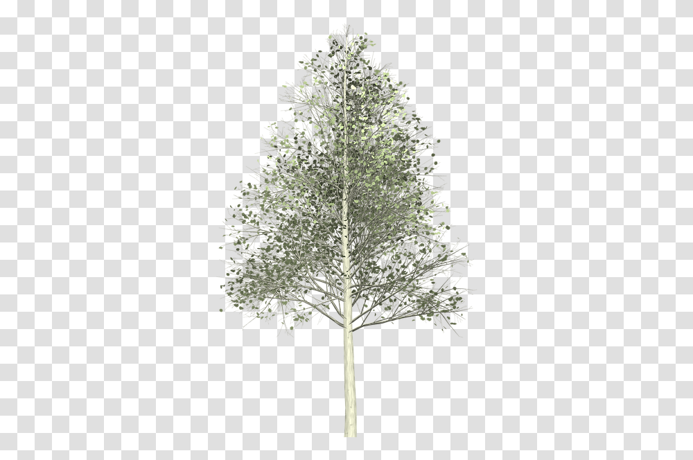 Aspen Tree Painted Birch, Plant, Leaf, Cross, Symbol Transparent Png