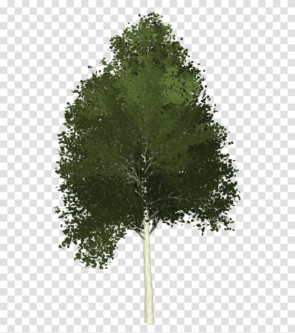 Aspen Tree Painted Tree Free Photo Aspen Tree Clipart, Plant, Leaf, Root Transparent Png