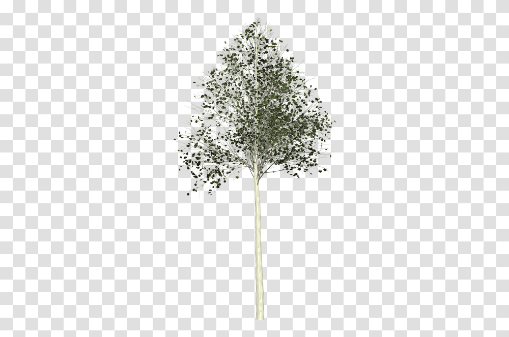 Aspen Tree Painted Vertical, Plant, Bush, Vegetation, Leaf Transparent Png