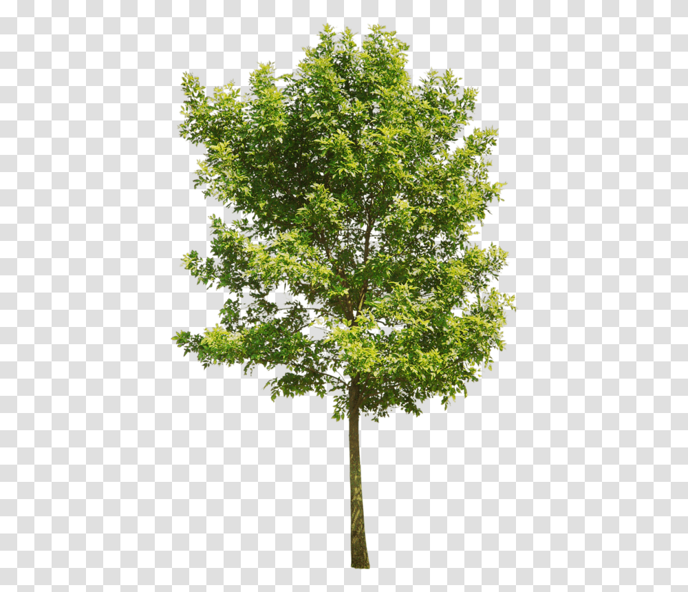 Aspen Tree Red Oak Tree, Plant, Maple, Bird, Animal Transparent Png