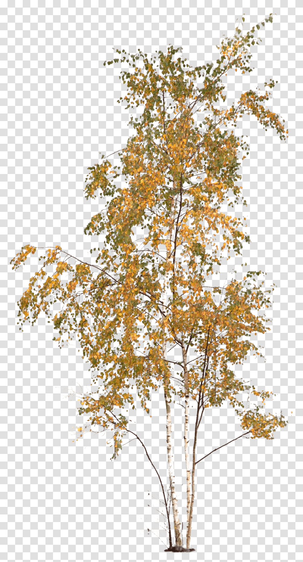 Aspen Tree Temperate Broadleaf And Mixed Forest, Chandelier, Art, Plant, Collage Transparent Png