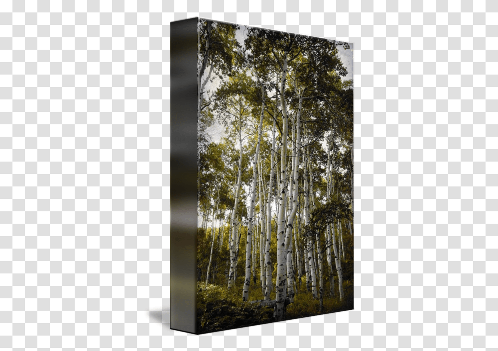 Aspen Trees Reacy For The Sky Hue Paper Birch, Plant, Bamboo, Bamboo Shoot, Vegetable Transparent Png