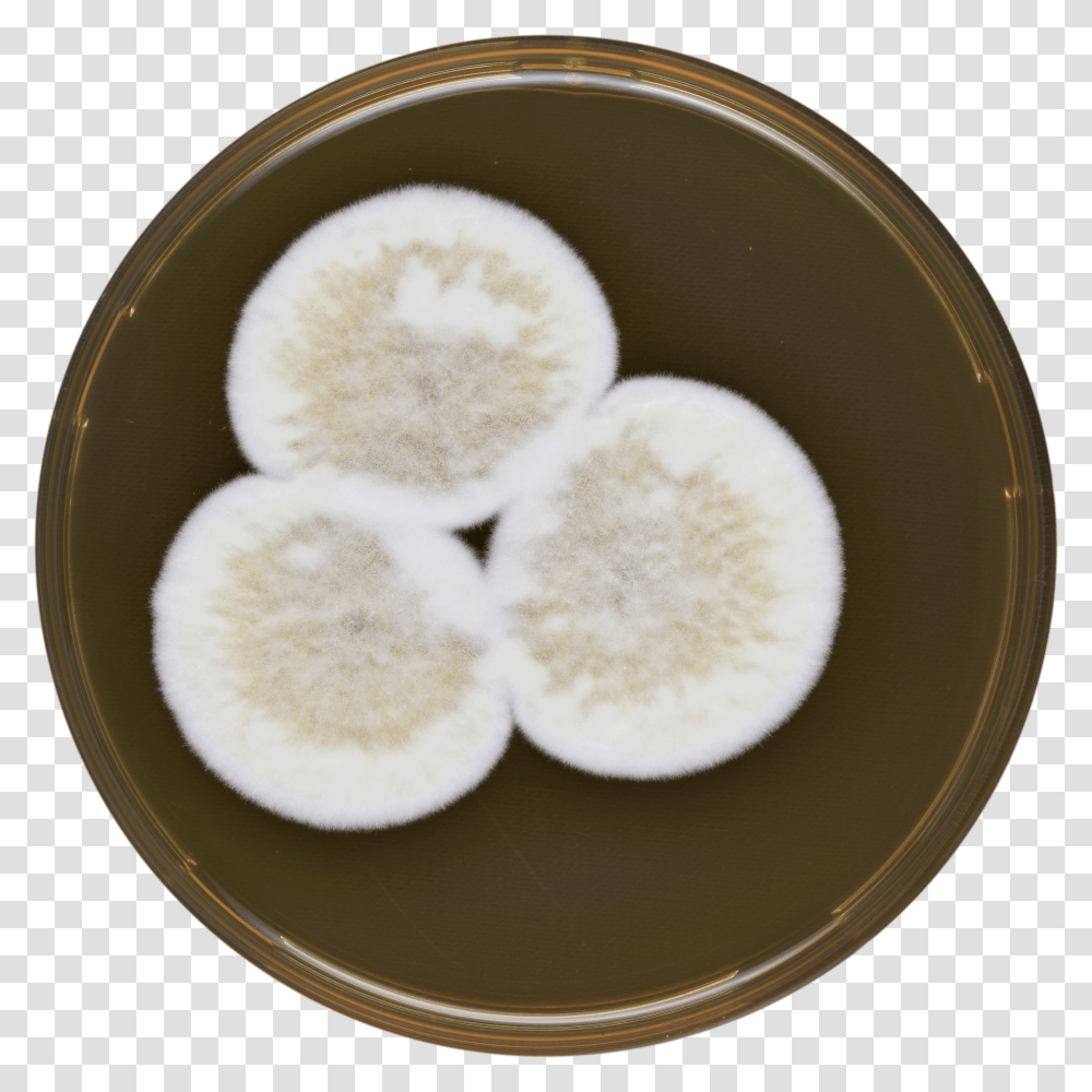 Aspergillus Conjunctus Meaox Snow Skin Mooncake, Plant, Rug, Cosmetics, Coffee Cup Transparent Png