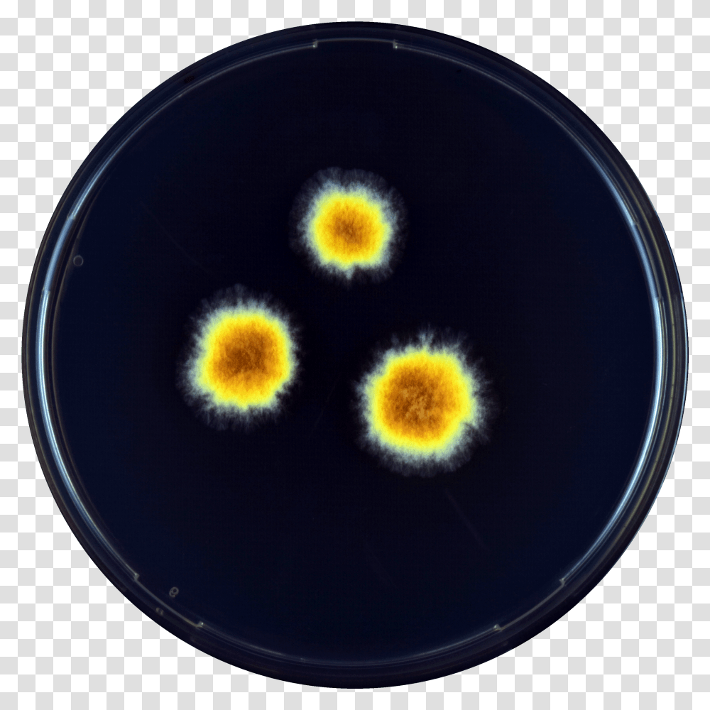 Aspergillus Megasporus Yes Circle, Sphere, Pollen, Plant, Mold Transparent Png