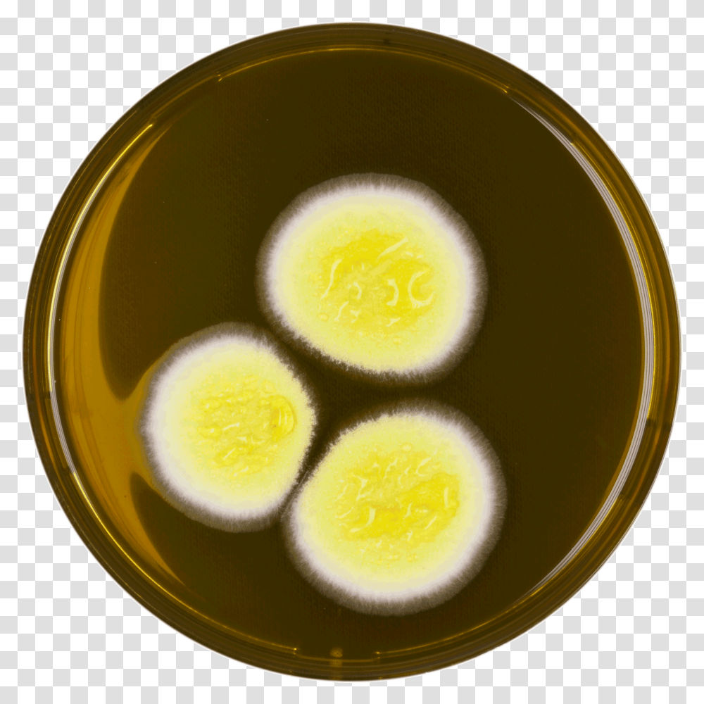 Aspergillus Neoafricanus Meaox Fried Egg, Bowl, Dish, Meal, Food Transparent Png