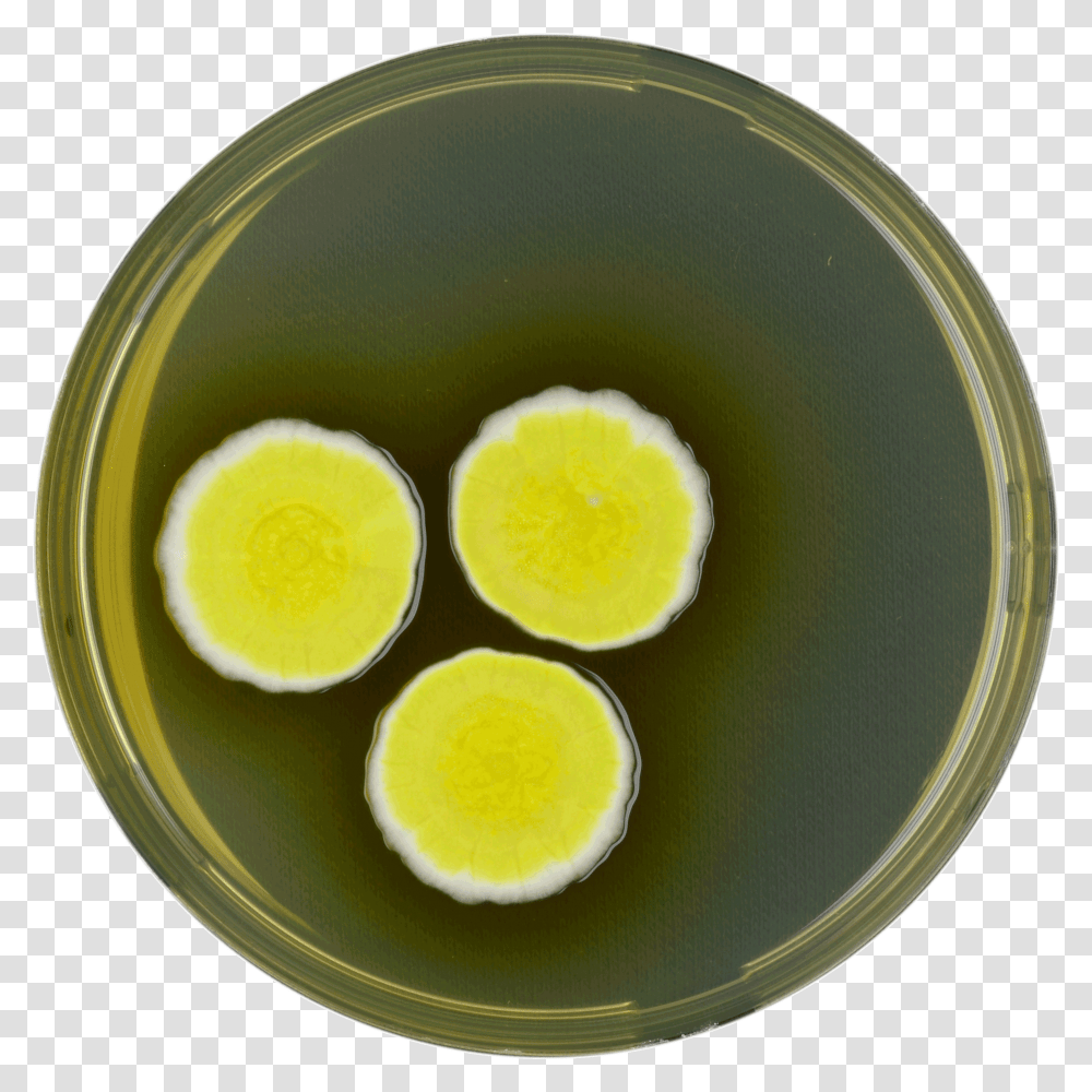 Aspergillus Neoniveus Yes Circle, Bowl, Plant, Dish, Meal Transparent Png