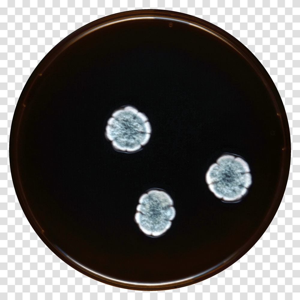 Aspergillus Subversicolor Meaox Circle, Disk, Sphere, X-Ray, Ct Scan Transparent Png