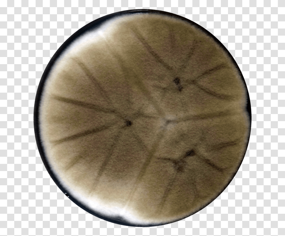 Aspergillus Trinidadensis Cya, Moon, Outer Space, Night, Astronomy Transparent Png