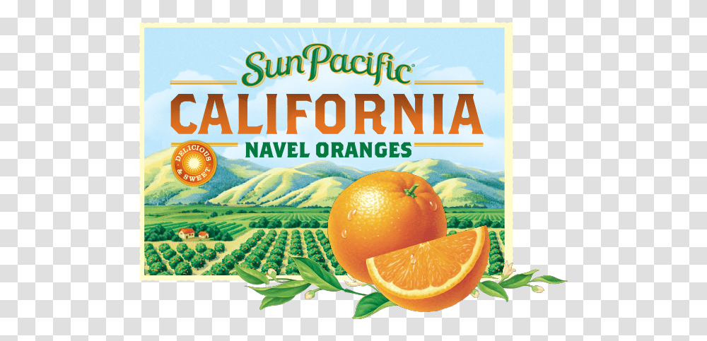 Assets California Oranges Sun Pacific Sun Pacific Oranges, Citrus Fruit, Plant, Food, Label Transparent Png