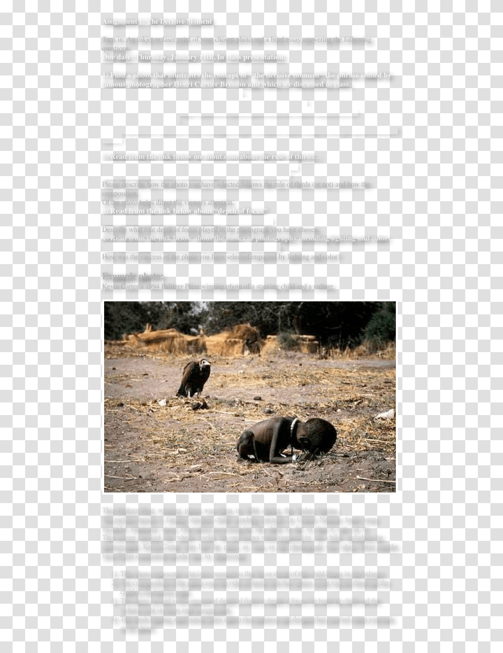 Assignment 1 The Decisive Momentturn In An Inkjet Kevin Carter, Animal, Mammal, Soil, Bear Transparent Png