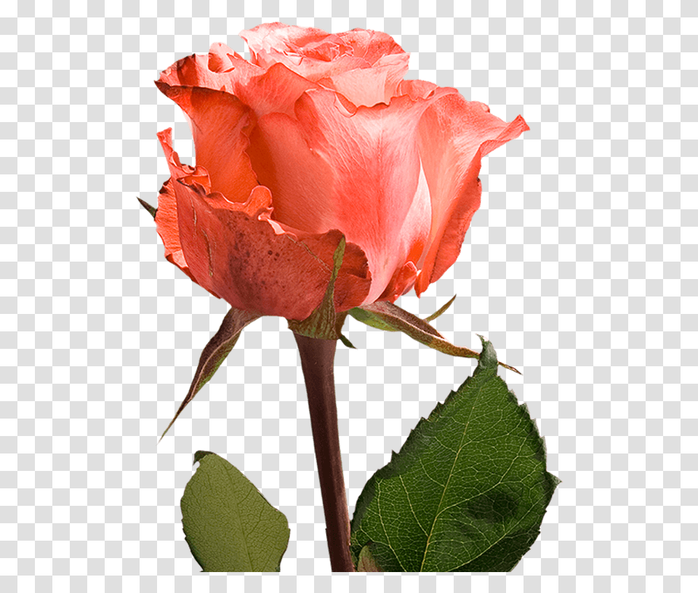 Assorted Color Single Roses For Valentine's Day Fundraiser Floribunda, Plant, Flower, Blossom, Petal Transparent Png