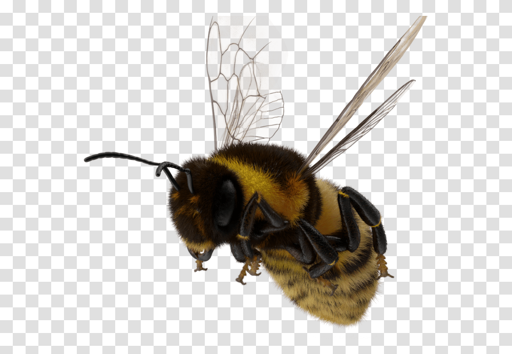 Astdafa Honeybee, Apidae, Insect, Invertebrate, Animal Transparent Png