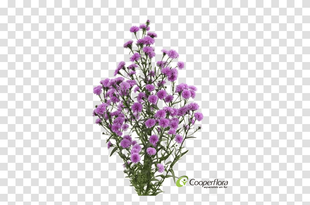 Aster Dobrado Rosa, Plant, Flower, Blossom, Lavender Transparent Png