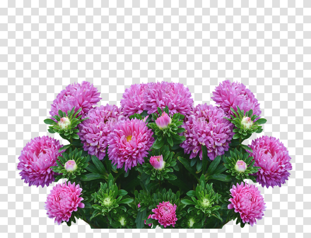 Asters 960, Flower, Dahlia, Plant, Blossom Transparent Png