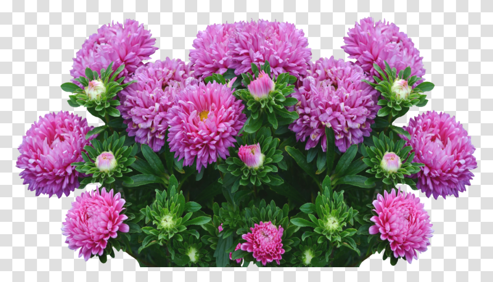 Asters Aster Flowers, Dahlia, Plant, Blossom, Peony Transparent Png