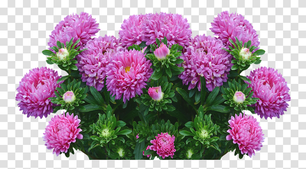 Asters Autumn Flowers Purple Fall Happy Birthday Aster, Dahlia, Plant, Blossom, Peony Transparent Png