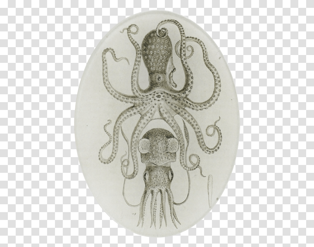 Astier De Villatte Octopus, Drawing, Sea Life, Animal Transparent Png