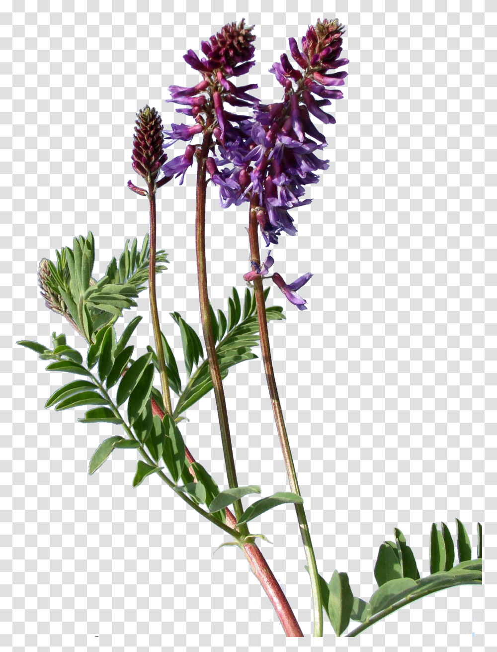Astragalus Bisulcatus Astragalus, Plant, Flower, Blossom, Acanthaceae Transparent Png