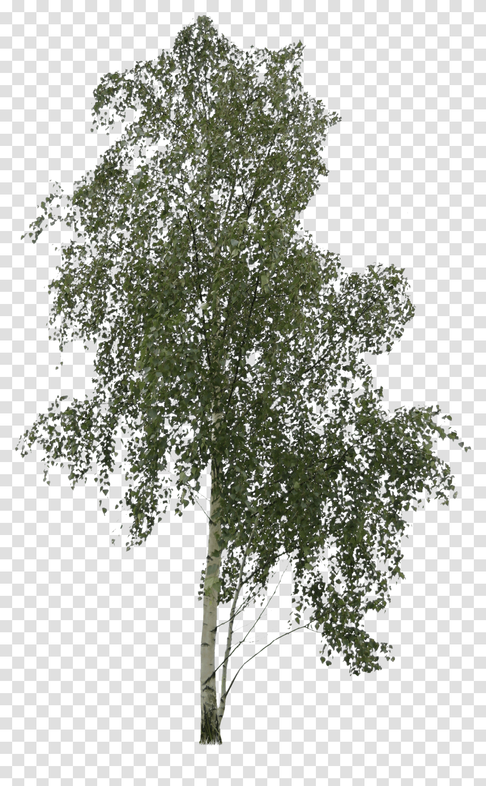 Asymmetric Birch Tree Cutout Transparent Png