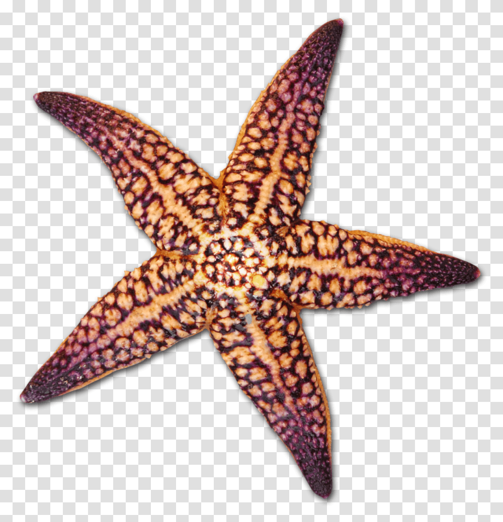 At Getdrawings Com Free For Personal Use Starfish Sea Shell Background, Lizard, Reptile, Animal, Sea Life Transparent Png